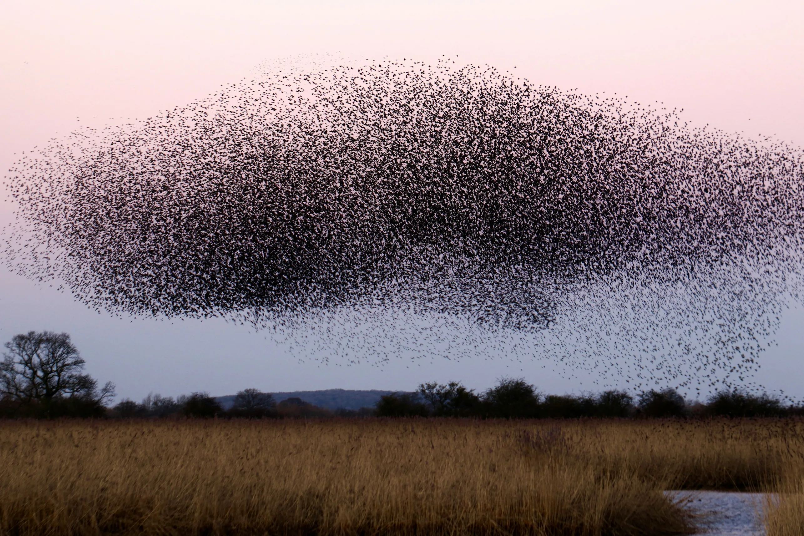 Photo of birds a large number of birds flocking. Photo by James Wainscoat